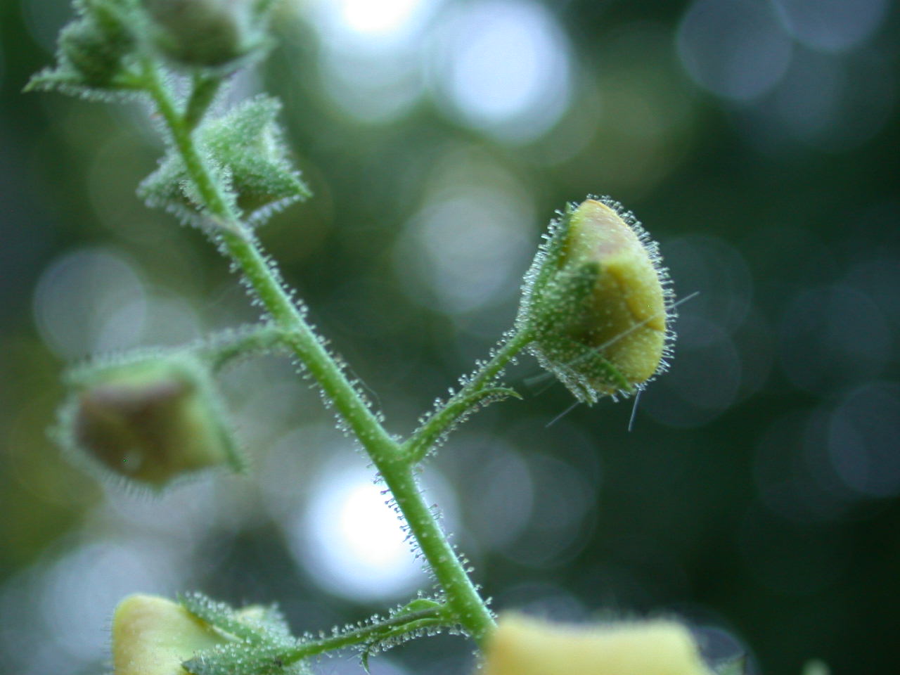 Verbascum blattaria / Verbasco polline